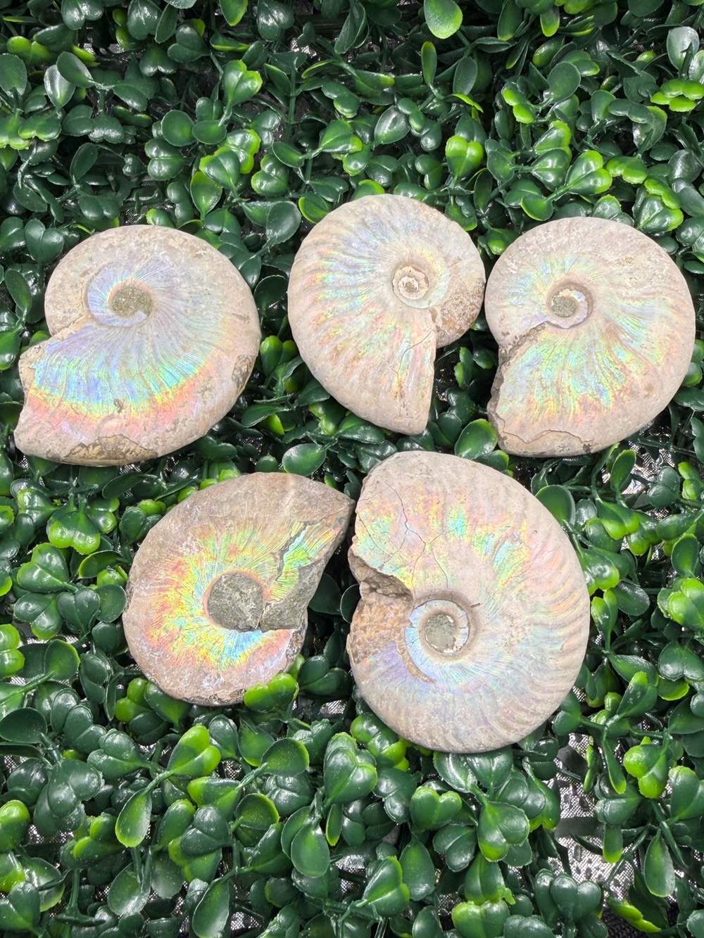 Whole Iridescent Ammonite Fossil